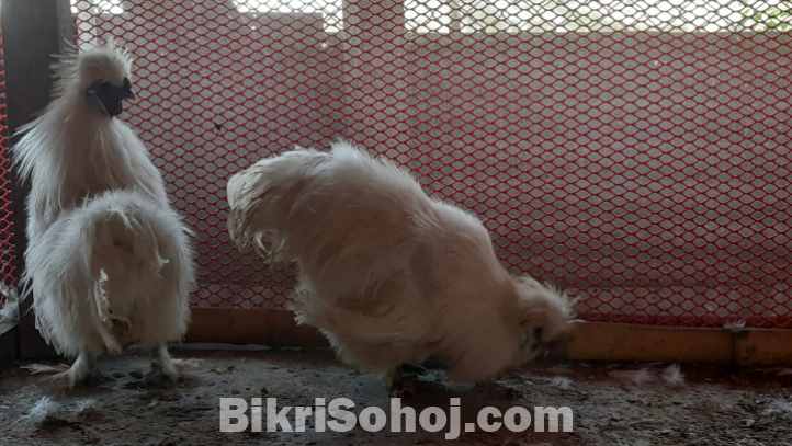 শিল্কি মোরগ ২। পিচ